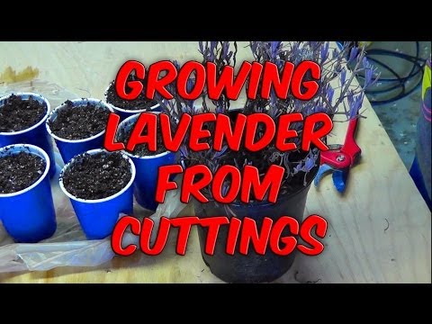 Propagating and Growing Lavender From Cuttings Propagating and Growing Lavender From Cuttings