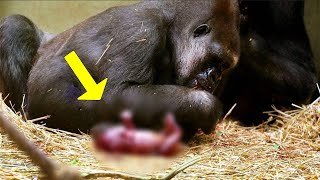 Zookeepers Film A Gorilla Giving Birth. But Then They ALL Screamed When They Saw This...