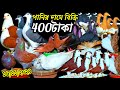 এই মাত্র খামারির সর্বশেষ 400 টাকা পানির দামে কবুতর 24 ঘন্টার মধ্যে নিতে হবে সবচেয়ে কমদামে কিনুন