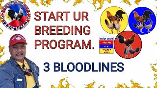 START BREEDING with 3 TRIO's..