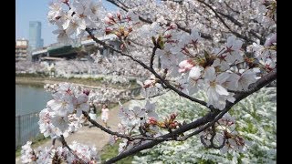 桜満開の暑い大阪 枚方では気温24度を観測