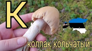 Колпак кольчатый 🍄 Грибной справочник Эстонии 🇪🇪