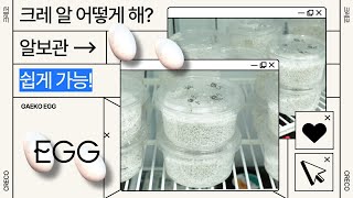 크레스티드 게코 알 관리, 세팅 방법의 모든 것! 인큐베이터 없이도 충분합니다. [알 보관 방법 2부]