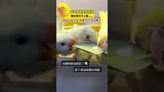 😂鹦鹉宝宝吃饭，嘴和胃对不上账......网友：饭吃完鸟瘦了，勺子也瘦了 #万万没想到 #funny #搞笑 | China Origin 中国新视界