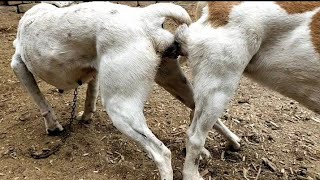 RuralDogs Appelzeller Sennenhund vs Labrador Retriever female dog in middle village