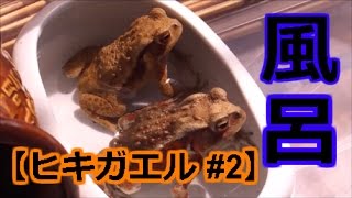 【ヒキガエル】#2 ２匹でお風呂。