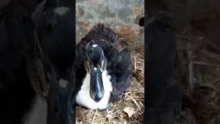 Pomeranian ducktic duck breed#wildlife #animal #bird #shortvideo #subscribe