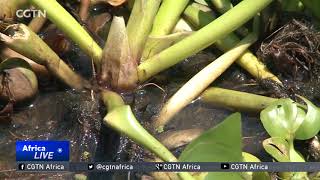 Water hyacinth threatens livelihoods in Ethiopia's Lake Tana