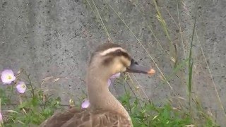 鴨が道路に佇んでいたり、