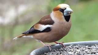 Dlask tlustozobý Coccothraustes coccothraustes Hawfinch