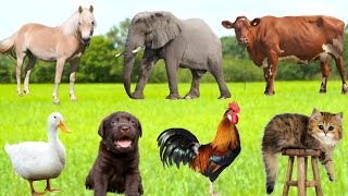 Amazing animal sounds: Cat, Dog, Cow, Chicken, Duck, Pig, Frog, Bear - Funny Animals