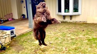 Goofy Newfoundland Destroys Christmas Ball