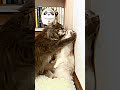 cat lover catlover cat cats foryoupage funnyvideos funny foryou catlover catsoftiktok capcut