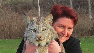 This Canadian Lynx Is Twice The Size Of A Cat  Now Watch His Reaction When A Trainer Goes To Pet Him