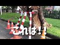 バンコクの街中にある自然豊かなルンピニー公園を朝さんぽ♪オオトカゲにも会えたよ。 タイ バンコク 散歩