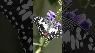 Chequered swallowtail butterflies in Adelaide