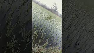 రైతు రాజు జై కిషన్ 🔥🔥🌾🌾##raithu #shortvideos