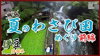 【ZZ'izuわさびバイク旅】夏の伊豆わさび田めぐり（天城隧道・浄蓮の滝）／前編【わさびチャンネル】