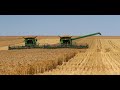 The start of 2024 harvest on Wyalong has started with indications of a bumper crop.