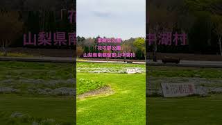 山梨県の素敵な公園「花の都公園」ペット同伴オッケー #shorts #大型犬 #ペット同伴 #山梨県 #愛犬とお出かけ #さんぽ #アウトドア #お散歩 #ラブラドールレトリバー