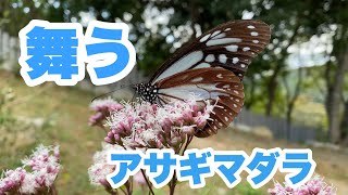 舞う！アサギマダラ