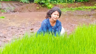 पारंपारिक पद्धती भात लावणी कशी करतात 🌾🌾 | आदिवासी भात लागवड कशी करावी | #शेतकरी #भातशेती #bhatsheti