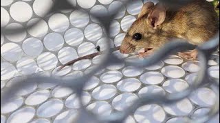 What is Hantavirus and how it spreads