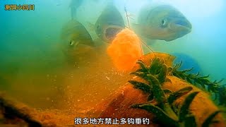 自制鲢鳙饵料测试