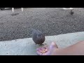 キジバトのエサやりとナワバリ争い no.01 feeding the pigeons and territorial dispute between pigeons