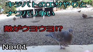 キジバトのエサやりとナワバリ争い No.01 (Feeding the pigeons and territorial dispute between pigeons)