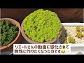 【多肉植物】モリモリセダムを目指して1年！結果どうなった！？成長著しいセダムさん♪