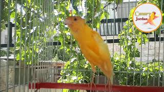 عندك كناري لايغرد جيدا فقط أسمعه هذا المقطع Canary Birds