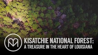 Take a Trip to Kisatchie National Forest - A Beautiful Gem of the South