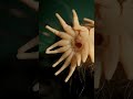 the star nosed mole weird nose explained