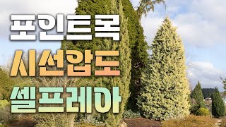 ※할인판매※ 주변나무를 평범하게 만드는 군계일학 삽목묘 셀프레아의 자태!! 여러분들도 한번 도전해보세요!~