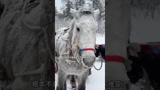 第6期）这期应该是我们东北之旅心情最复杂的一天，雪岭雾凇太震撼了但是看到一些现象也会有点难过，愿你们一辈子不要做牛马了😭长白山旅游 雪岭 雾凇美景马拉车