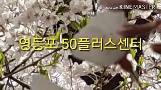 영등포50플러스센터.여의도 윤중로 벚꽃축제