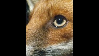 Fox Nibbles Finger