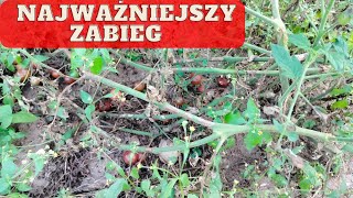 Czy odkażać ziemię po pomidorach zaatakowanych zarazą ziemniaczaną? jak odkazić ziemię po zarazie?