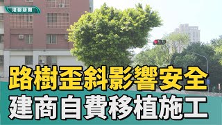 移植路樹|路樹歪斜影響安全 建商自費移植方便施工