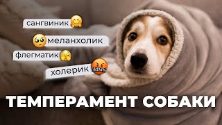 Типы личности у собак 🐕 Реально ли делить на холериков, меланхоликов, сангвиников и флегматиков? 🐾