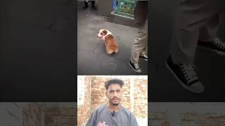 CORGI LEFT BEHIND BY OWNER🐕🐩🐶 #corgi #dogshorts #dog #puppy #shorts #cutedogs #petshorts