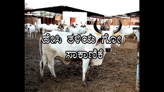 Indigenous Dairy framing-ದೇಸಿ ತಳಿಯ ಗೋ ಸಾಕಾಣಿಕೆ