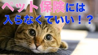 実は間違い！？ペット保険には入らなくていい理由