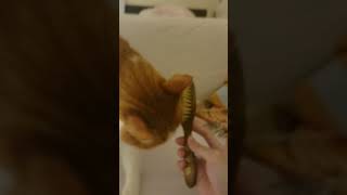 Pet brushing HERCULES