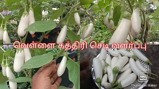 வெள்ளைக் கத்தரிக்காய் செடி வளர்ப்பு மற்றும் அறுவடை