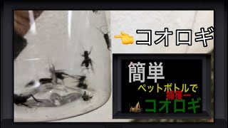 野生のコオロギ🦗を簡単に捕まえる方法【アキランカWORLD】