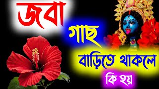 জবা গাছ বাড়িতে থাকলে কি হয় ? বাড়িতে কোন কোন ফুলের গাছ রাখা উচিত? বাস্তুতে  গাছ থাকলে কি হয় ?