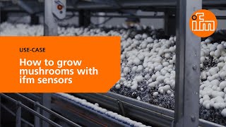 🍄 How to automate mushroom cultivation with ifm sensors [Use-Case]