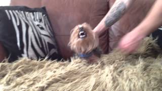 Worlds angriest dog